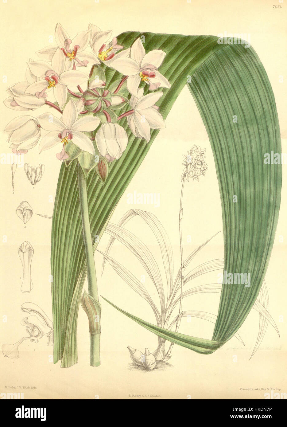 Diese botanische Illustration mit dem Titel „Spathoglottis plicata“ zeigt eine in Südostasien heimische Orchideenart. Das 1888 erschienene Kunstwerk zeigt die charakteristischen Blüten der Pflanze und dient als Beispiel für botanische Illustrationstechniken des 19. Jahrhunderts. Stockfoto