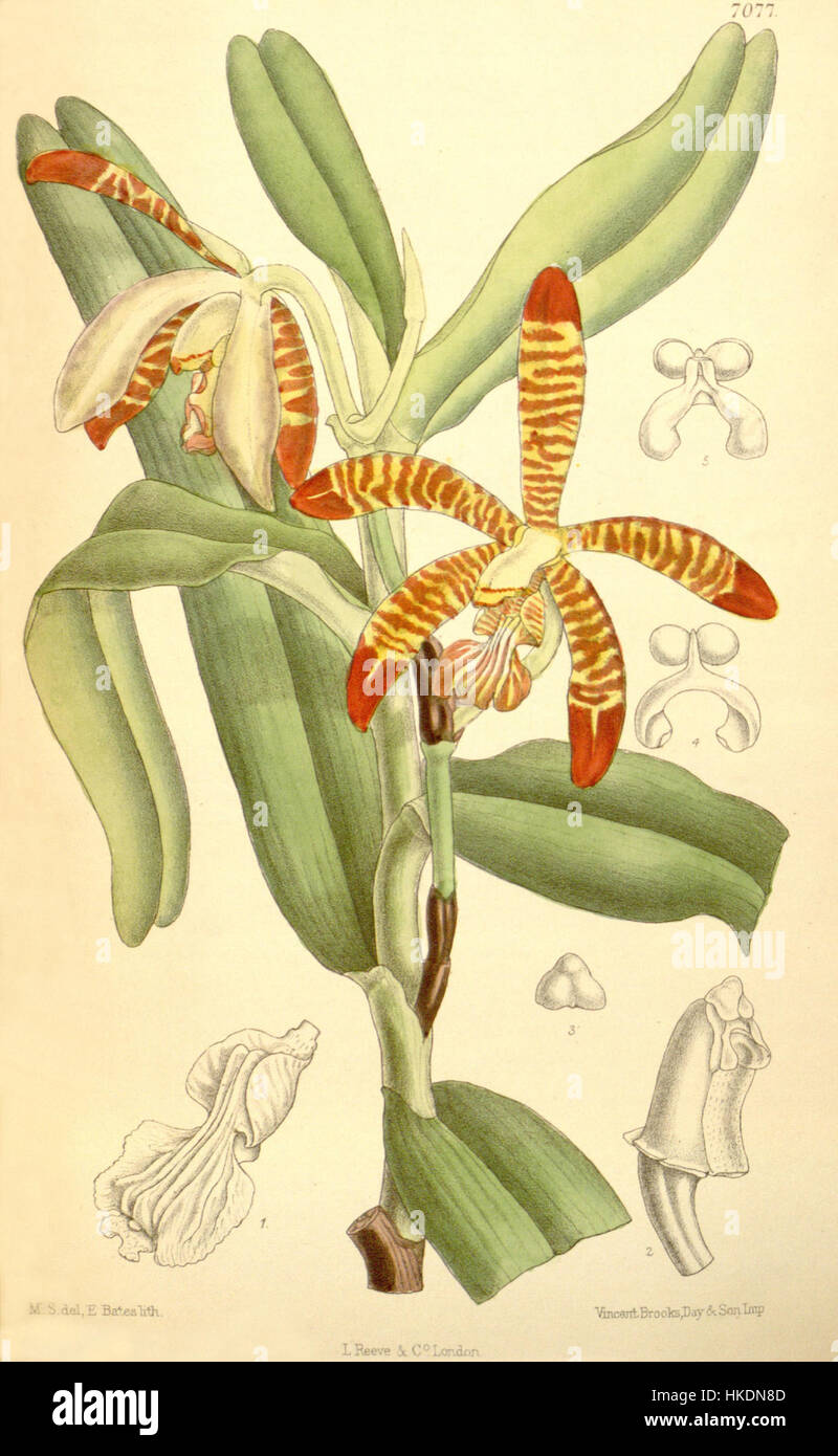 *Esmeralda clarkei*, früher bekannt als *Arachnanthe clarkei*, ist eine Orchideenart, die 1889 in Curtis' Botanical Magazine, Plate 7077, dargestellt wurde. Das Bildmaterial spiegelt den detaillierten botanischen Illustrationsstil wider, der zur Dokumentation der Eigenschaften der Anlage verwendet wurde. Stockfoto