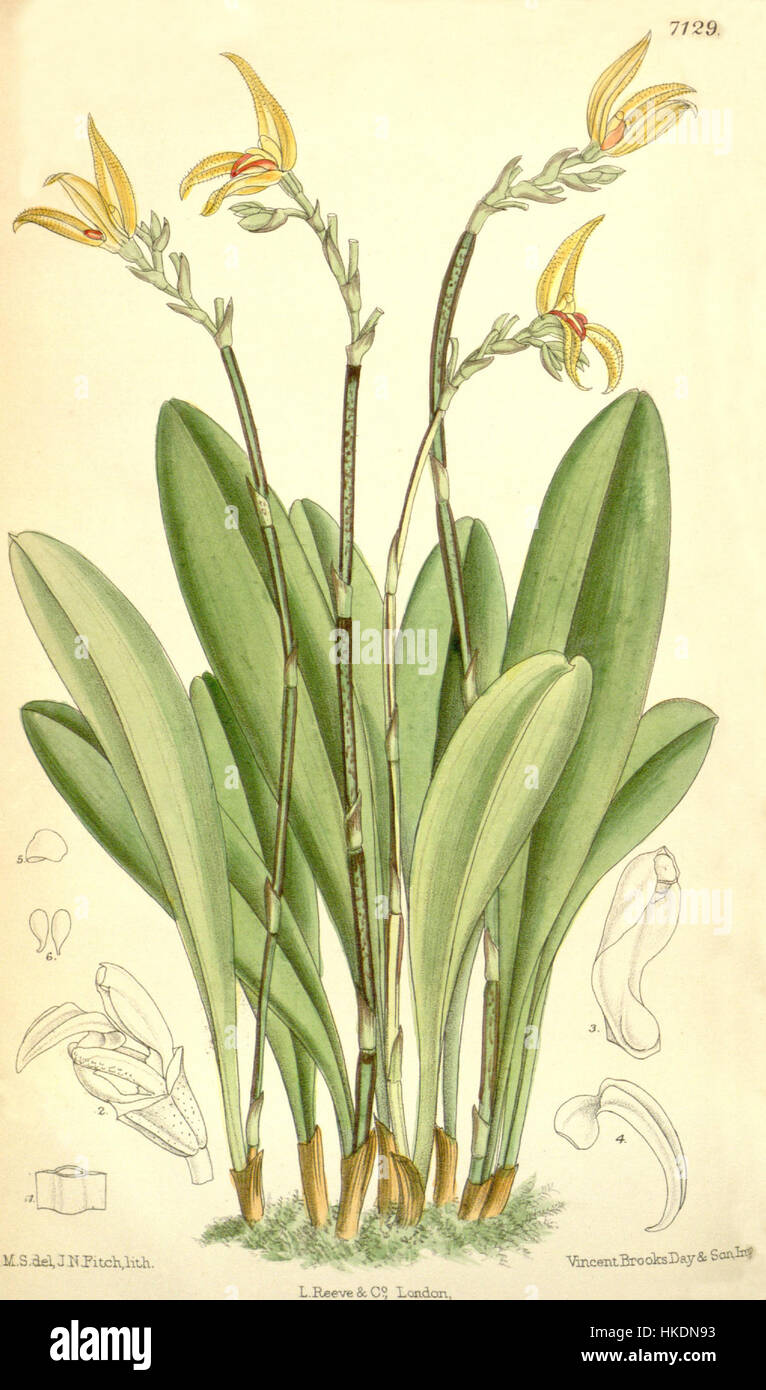 Specklinia endotrachys, auch bekannt als Pleurothallis platyrachis, ist in dieser botanischen Illustration aus Curtis' 116 dargestellt. Das Kunstwerk aus dem Jahr 1890 hebt die zarte Struktur der Orchideenart hervor und zeigt ihre blumige Anatomie und botanische Schönheit. Stockfoto