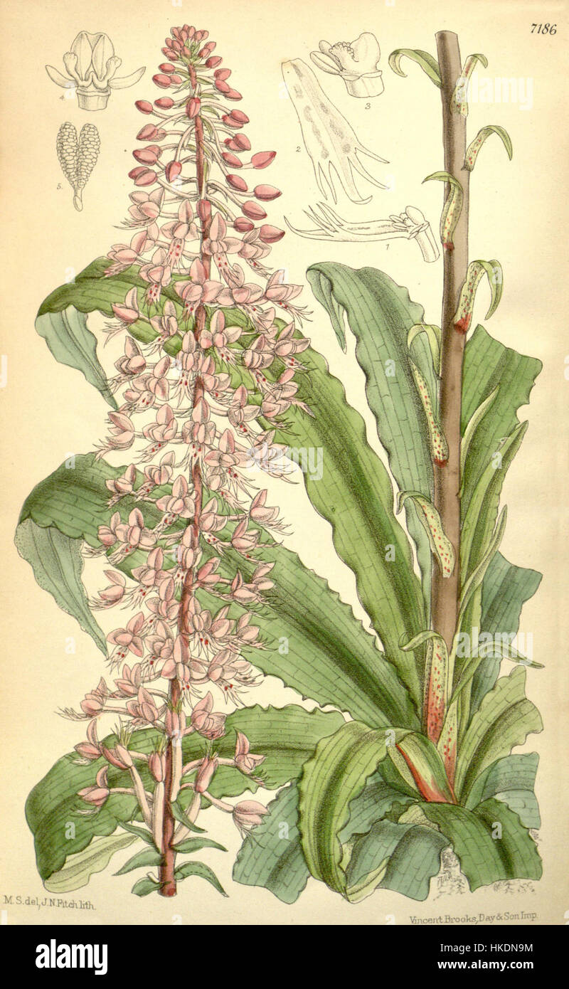 Diese botanische Illustration mit dem Titel „Stenoglottis longifolia“ wurde 1891 von Curtis erstellt. Es zeigt die Orchideenarten, die für ihre langen, schlanken Blätter und ihre auffälligen Blumenarrangements bekannt sind und einen Einblick in die botanischen Forschungen des späten 19. Jahrhunderts bietet. Stockfoto