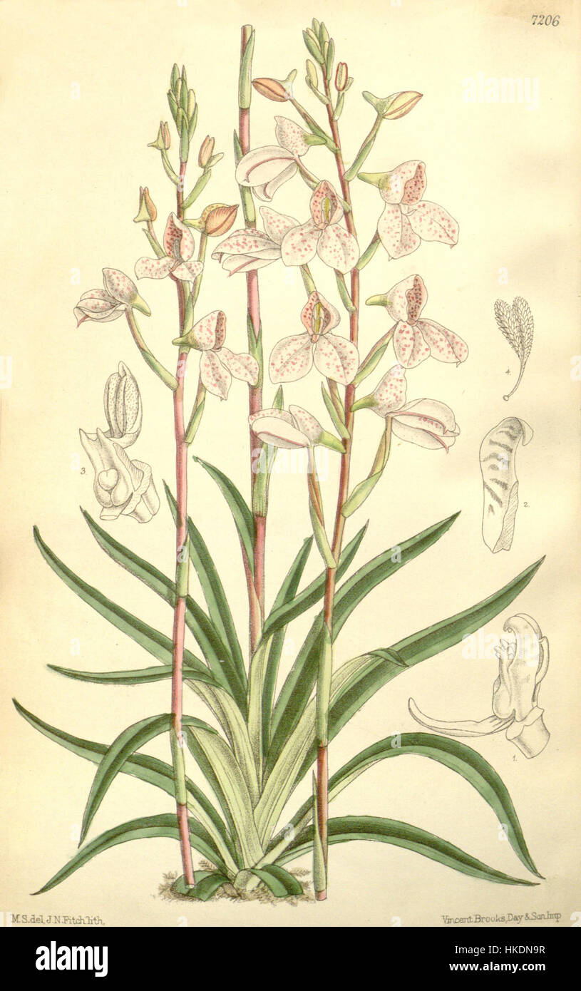 „DISA tripetaloides Curtis“ 117“ ist eine botanische Illustration aus dem Jahr 1891, die die Art Disa tripetaloides zeigt und die komplizierten Details der Pflanze im traditionellen botanischen Kunststil zeigt. Stockfoto
