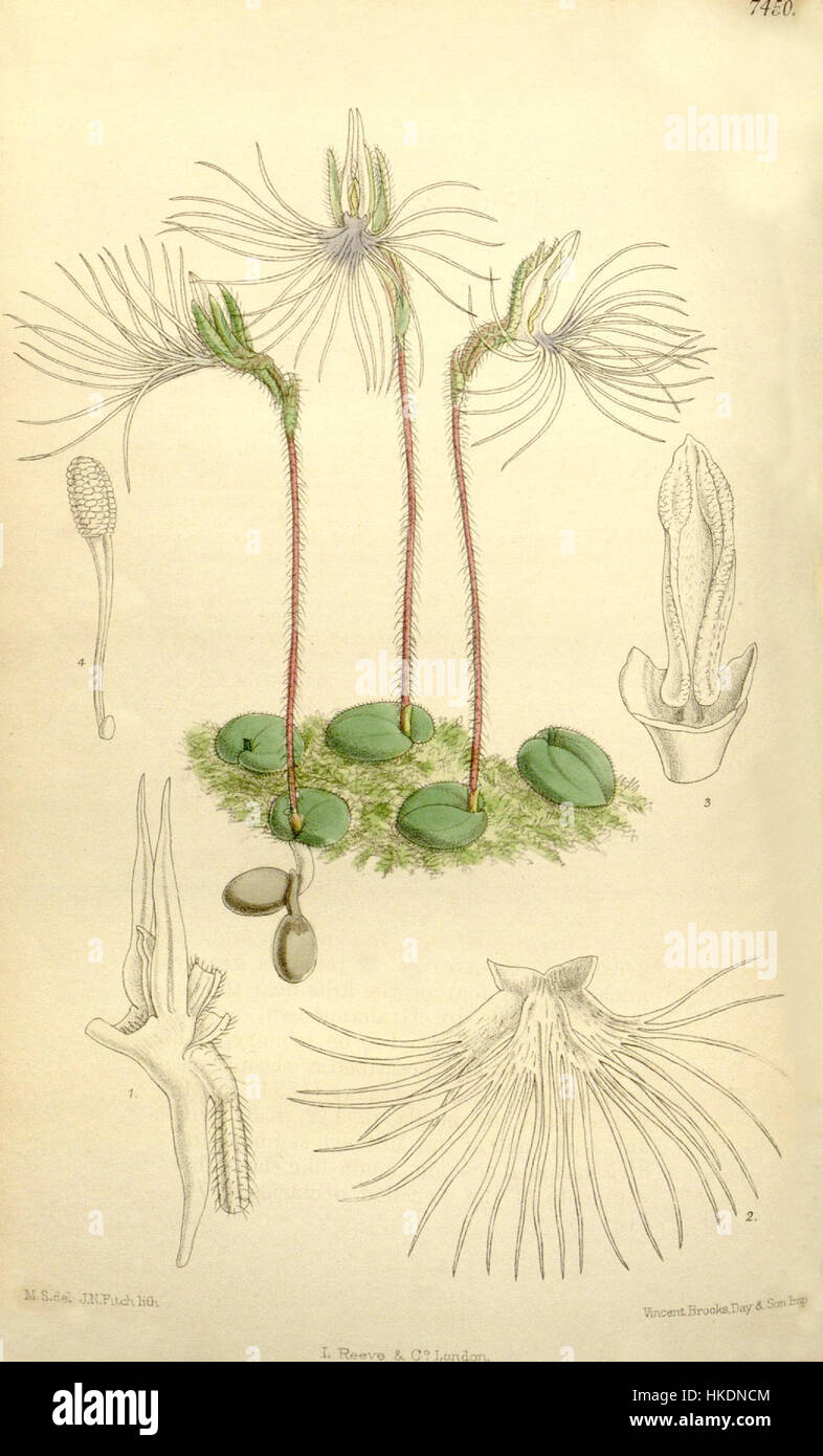 "Bartholina burmanniana", früher Bartholina pectinata genannt, ist eine Illustration aus dem Botanical Magazine von Curtis. Das 1895 veröffentlichte Kunstwerk zeigt die detaillierten botanischen Merkmale dieser Art und spiegelt die wissenschaftliche Strenge der botanischen Studien aus der viktorianischen Zeit wider. Stockfoto