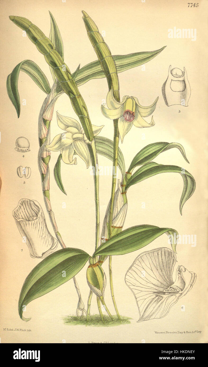 Dendrobium lacteum, einst als Dendrobium inaequale klassifiziert, ist in dieser botanischen Illustration aus Curtis’ Botanical Magazine dargestellt. Das Stück hebt die zarten Details der Orchideenart hervor, die ursprünglich 1900 veröffentlicht wurde. Stockfoto