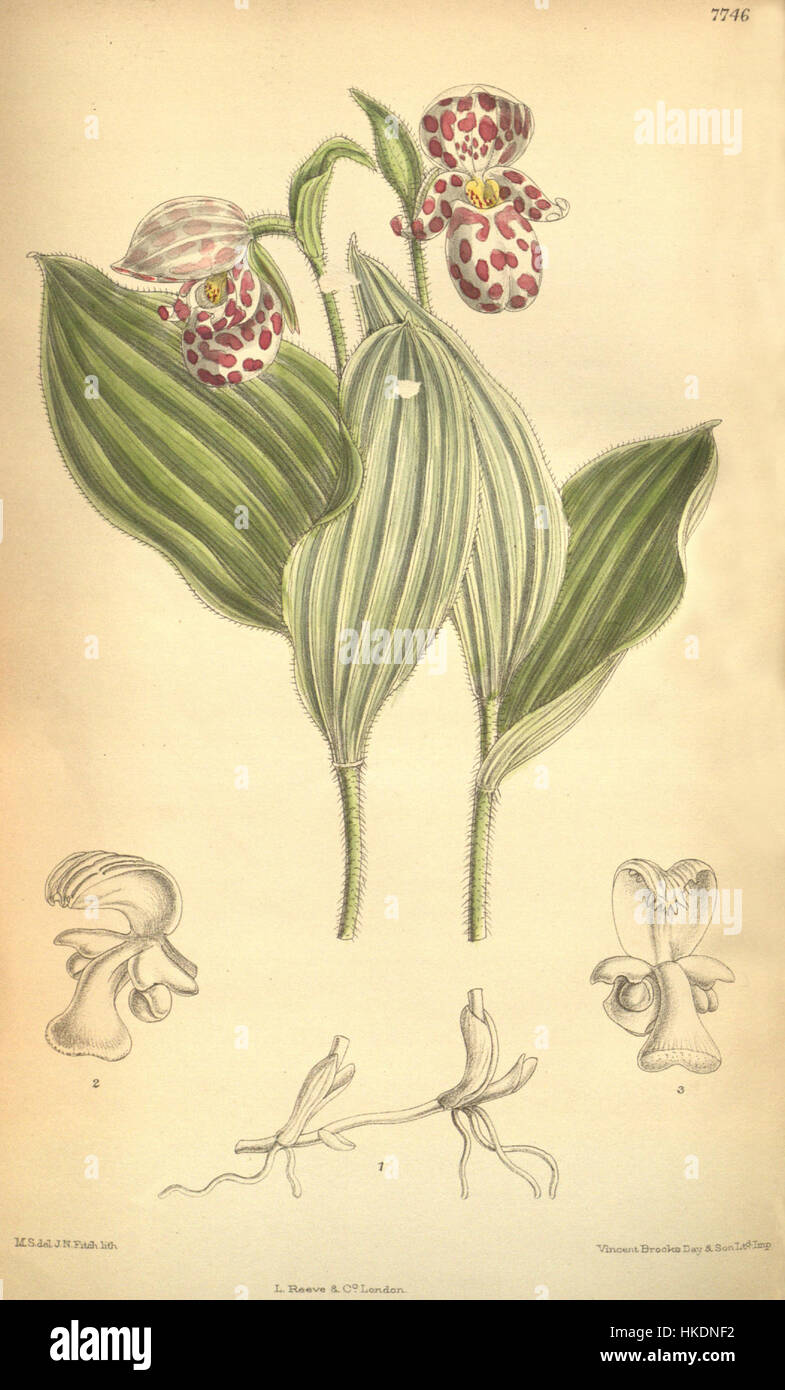Cypripedium guttatum, auch bekannt als der gefleckte Damenschuh, ist eine Orchideenart in Nordamerika. Dieses botanische Kunstwerk hebt die einzigartigen Merkmale der Blume hervor und betont ihre zarten Blütenblätter und das gepunktete Muster. Stockfoto