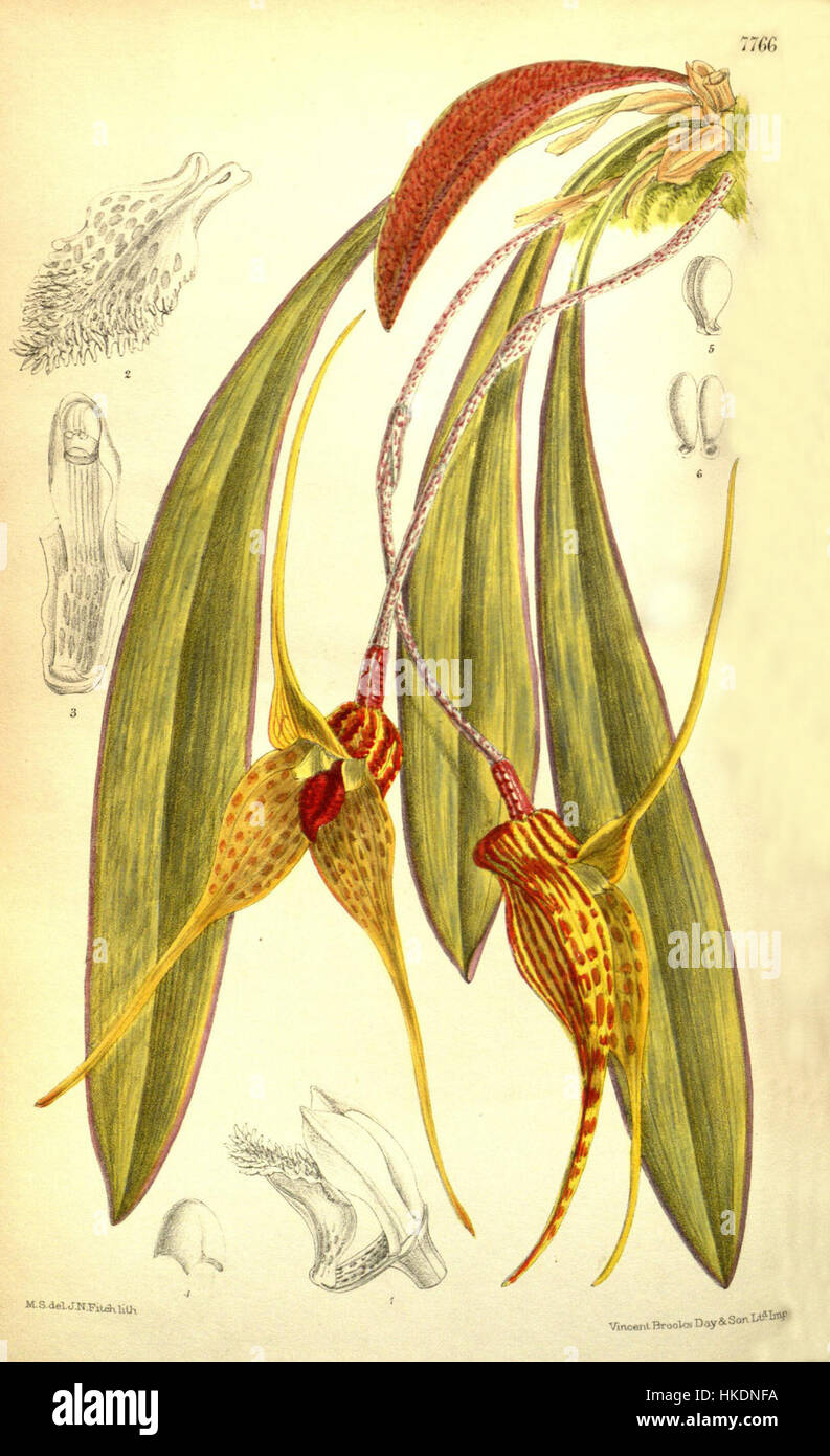 Das Kunstwerk zeigt die Orchideenart Masdevallia caesia, die früher als Masdevallia deorsum identifiziert wurde und 1901 im Botanical Magazine von Curtis veröffentlicht wurde. Diese botanische Illustration erfasst die zarten Merkmale der Blume mit Genauigkeit und Details. Stockfoto