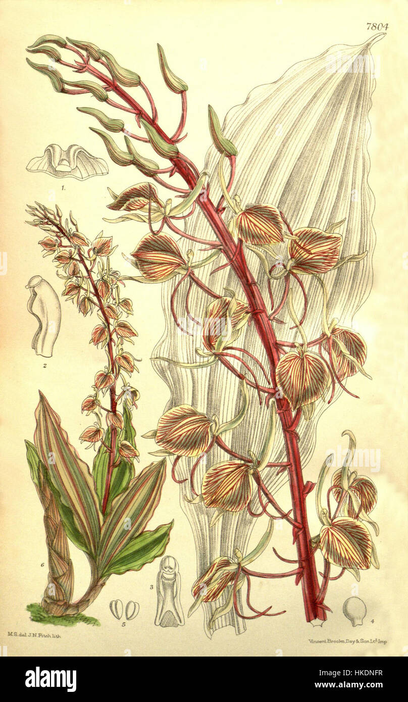 Die Illustration von *Liparis tricallosa* aus dem Jahr 1901, veröffentlicht in Curtis' botanischer Reihe, präsentiert die Besonderheiten dieser Orchideenart und hebt ihre komplizierte Struktur und ihre einzigartigen Eigenschaften hervor. Stockfoto