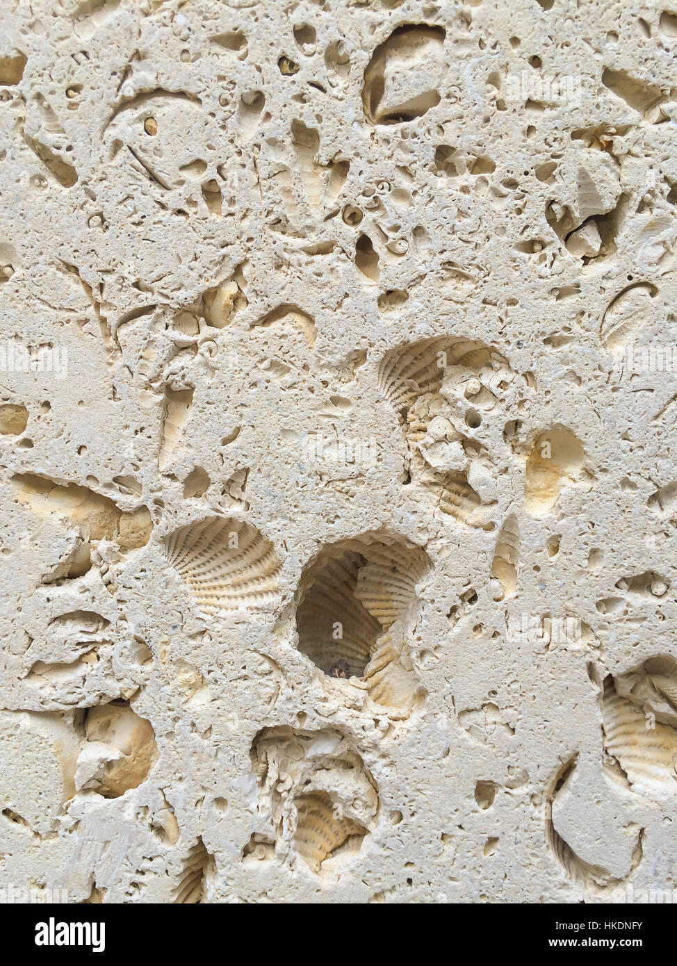 Detail von Fossilien in einer italienischen Travertin Naturstein Fliesen Stockfoto