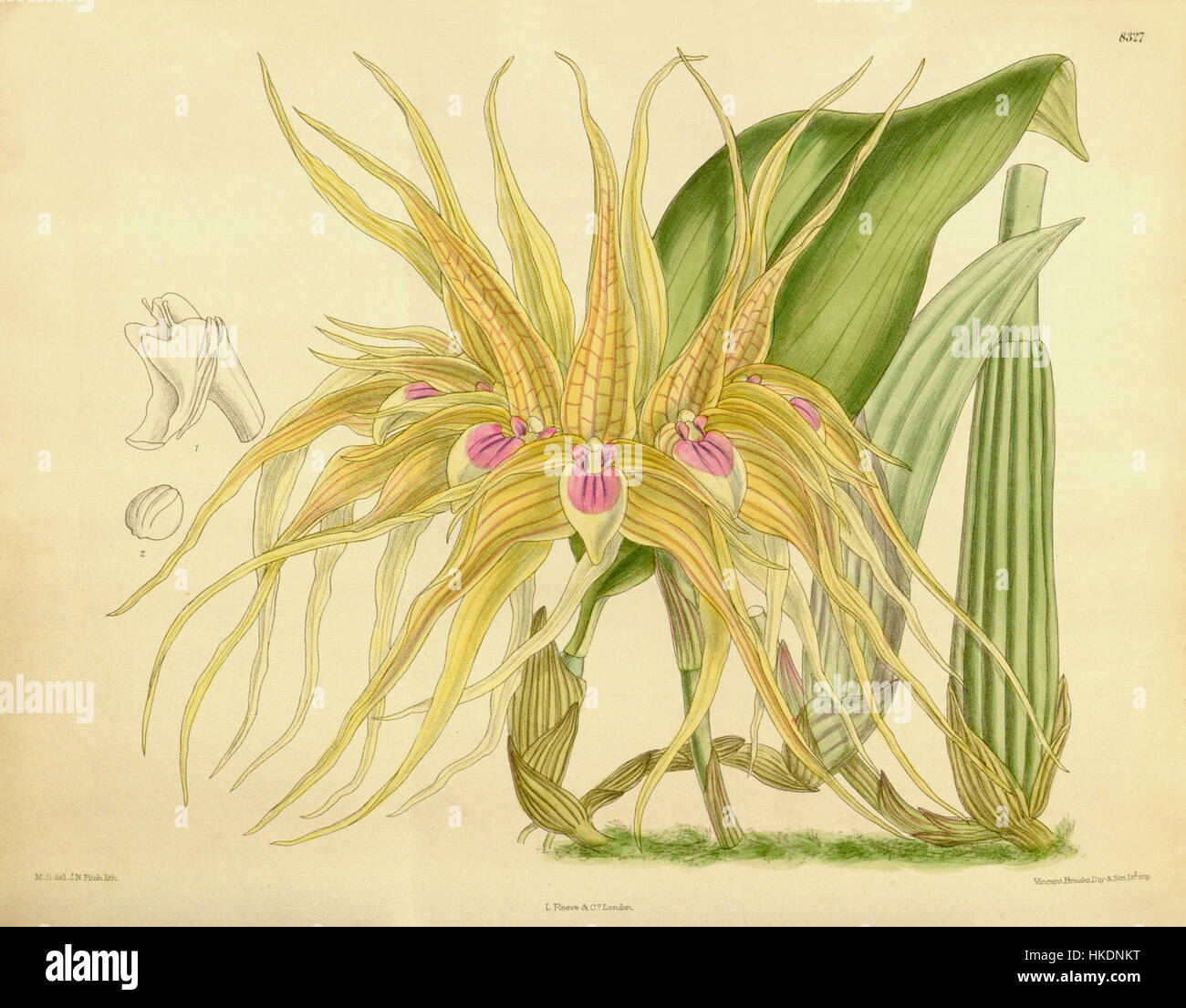 Die Illustration von *Bulbophyllum pahudii*, ursprünglich als *Bulbophyllum virescens* katalogisiert, wurde 1910 in Curtis' botanischer Reihe veröffentlicht. Das detailreiche Kunstwerk hebt die einzigartige Struktur und Merkmale dieser Orchideenart hervor. Stockfoto