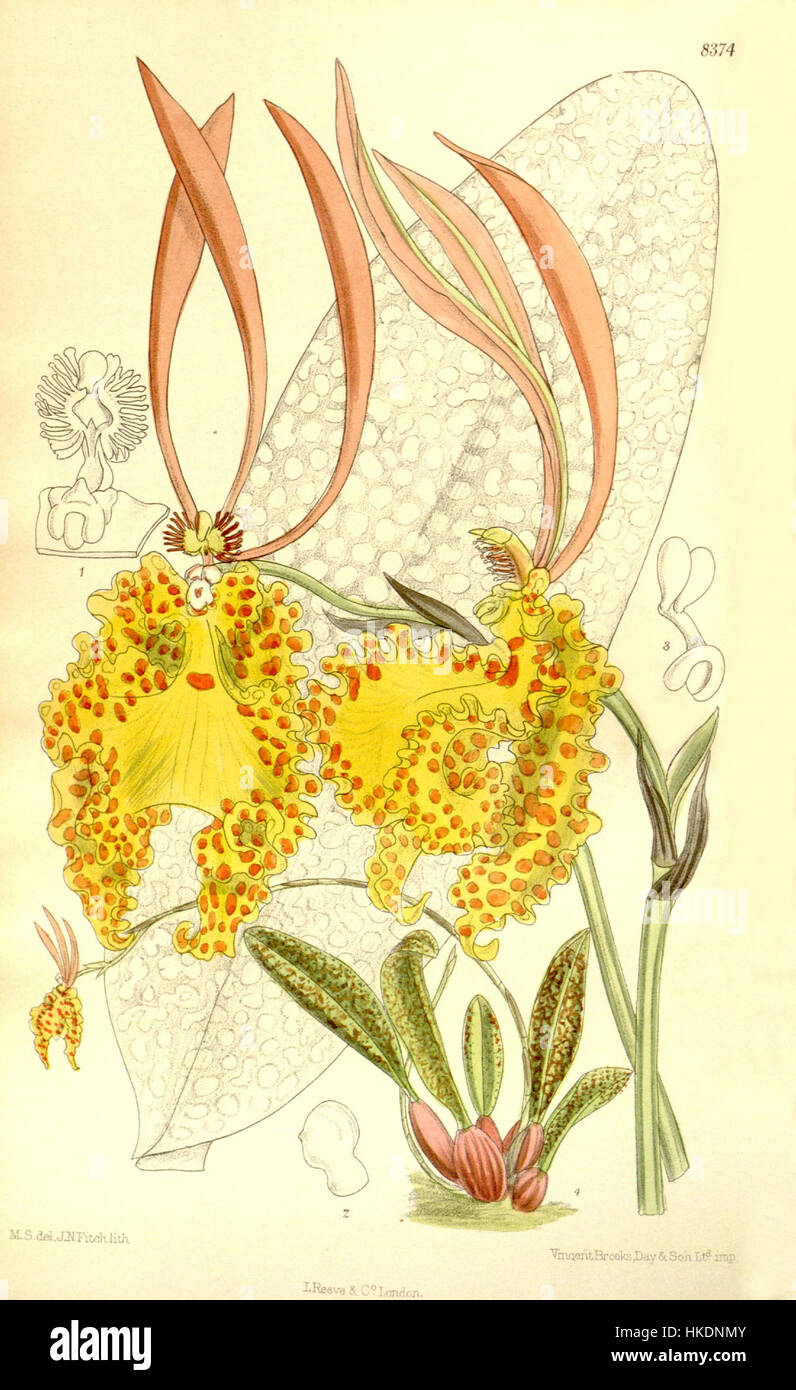 Diese Illustration aus Curtis' Botanical Magazine (1911) zeigt *Psychopsis sanderae*, früher *Oncidium sanderae*. Das Bild zeigt eine detaillierte botanische Untersuchung dieser Orchideenart, die für ihre einzigartige Form und ihre lebendigen Farben bekannt ist. Es spiegelt den wissenschaftlichen Ansatz der Pflanzendarstellung im frühen 20. Jahrhundert wider und trägt zur Dokumentation von Orchideensorten bei. Stockfoto