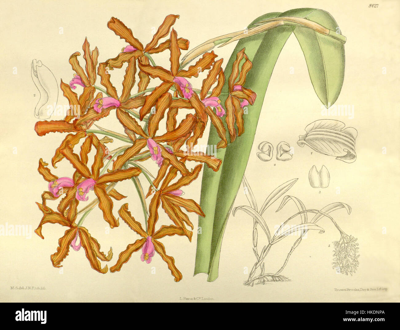 Die Illustration „Laelia lueddemanii“ (früher Schomburgkia lueddemanii) aus Curtis' Botanical Series zeigt diese wunderschöne Orchideenart, die in Amerika beheimatet ist. Die detailreiche botanische Darstellung hebt die lebendigen Farben und die komplizierte Struktur der Blume hervor und macht sie zu einem bemerkenswerten Beispiel für botanische Kunst des frühen 20. Jahrhunderts. Stockfoto