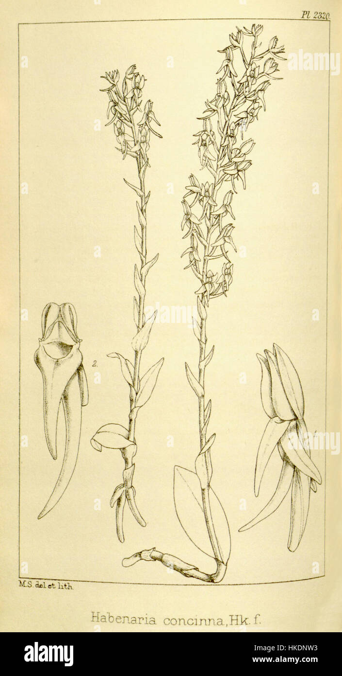 Diese botanische Illustration aus Hookers „Icones Plantarum“ zeigt *Habenaria concinna*, eine Orchideenart. Die detaillierte Gravur hebt die einzigartigen Eigenschaften der Pflanze hervor, wobei der Schwerpunkt auf ihrer Struktur und ihrem Blumendesign liegt, als Teil der Erforschung der tropischen Flora im späten 19. Jahrhundert. Stockfoto