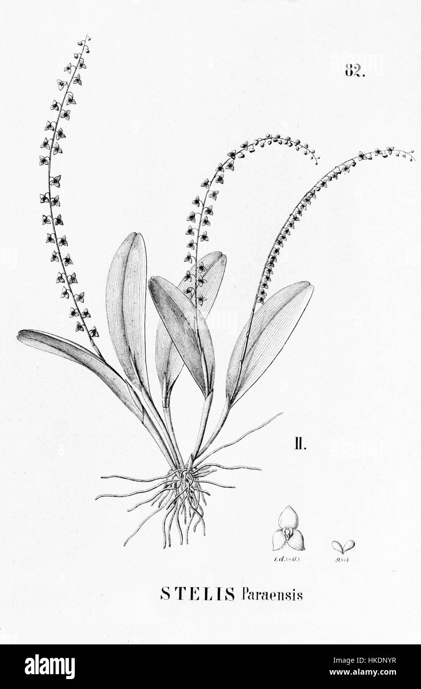 Die Stelis-Paraensis-Illustration von Flora brasiliensis zeigt eine detaillierte botanische Studie. Dieses botanische Werk aus dem 19. Jahrhundert hebt die einzigartigen Merkmale der Gattung Stelis hervor und trägt zum Verständnis der brasilianischen Flora bei. Stockfoto