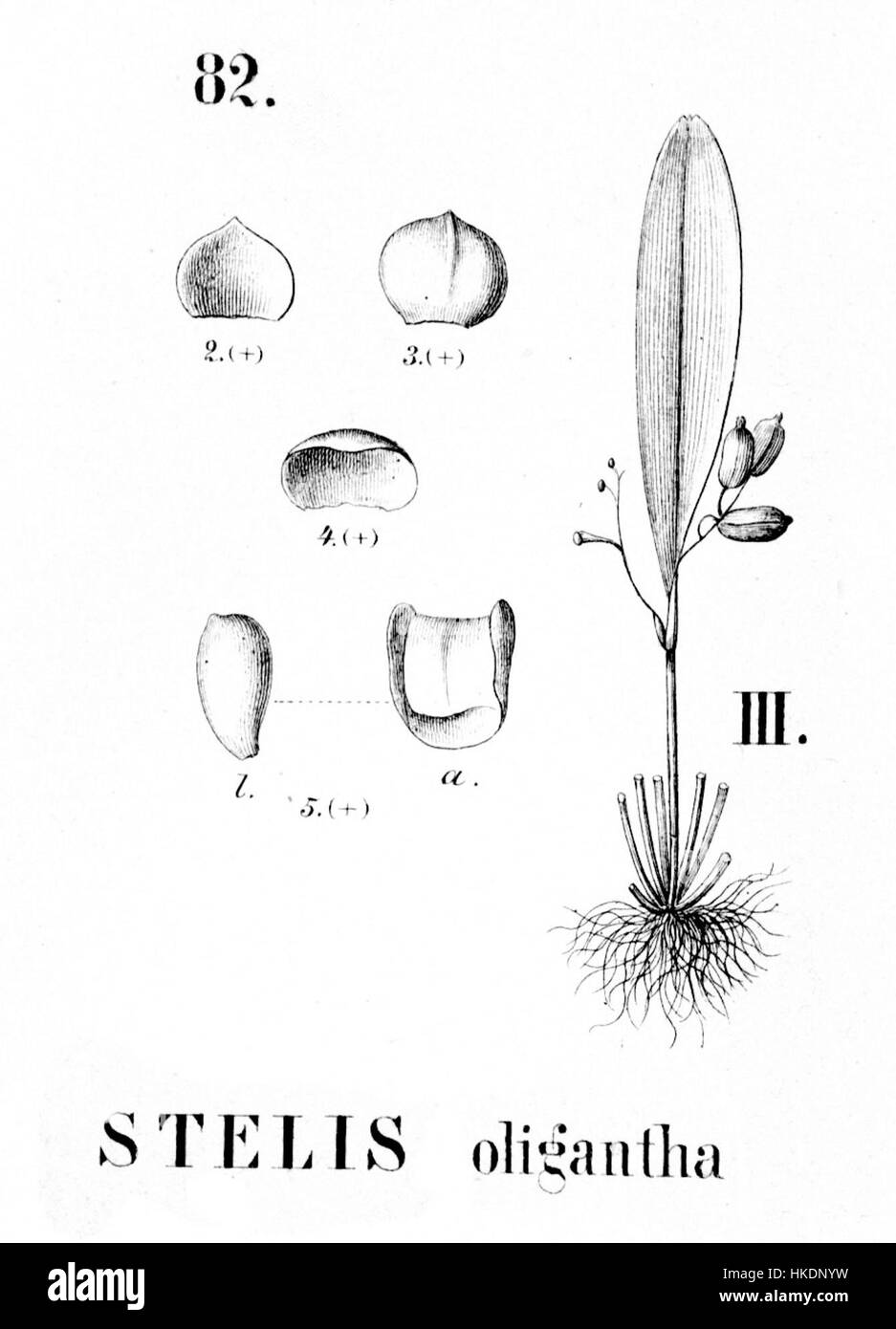 Diese botanische Illustration zeigt *Stelis oligantha*, eine Art, die in „Flora brasiliensis“ beschrieben wird, einem umfassenden Werk, das die Flora Brasiliens katalogisiert. Sie zeigt die einzigartigen Eigenschaften der Pflanze und ihre Bedeutung für das brasilianische Ökosystem. Stockfoto