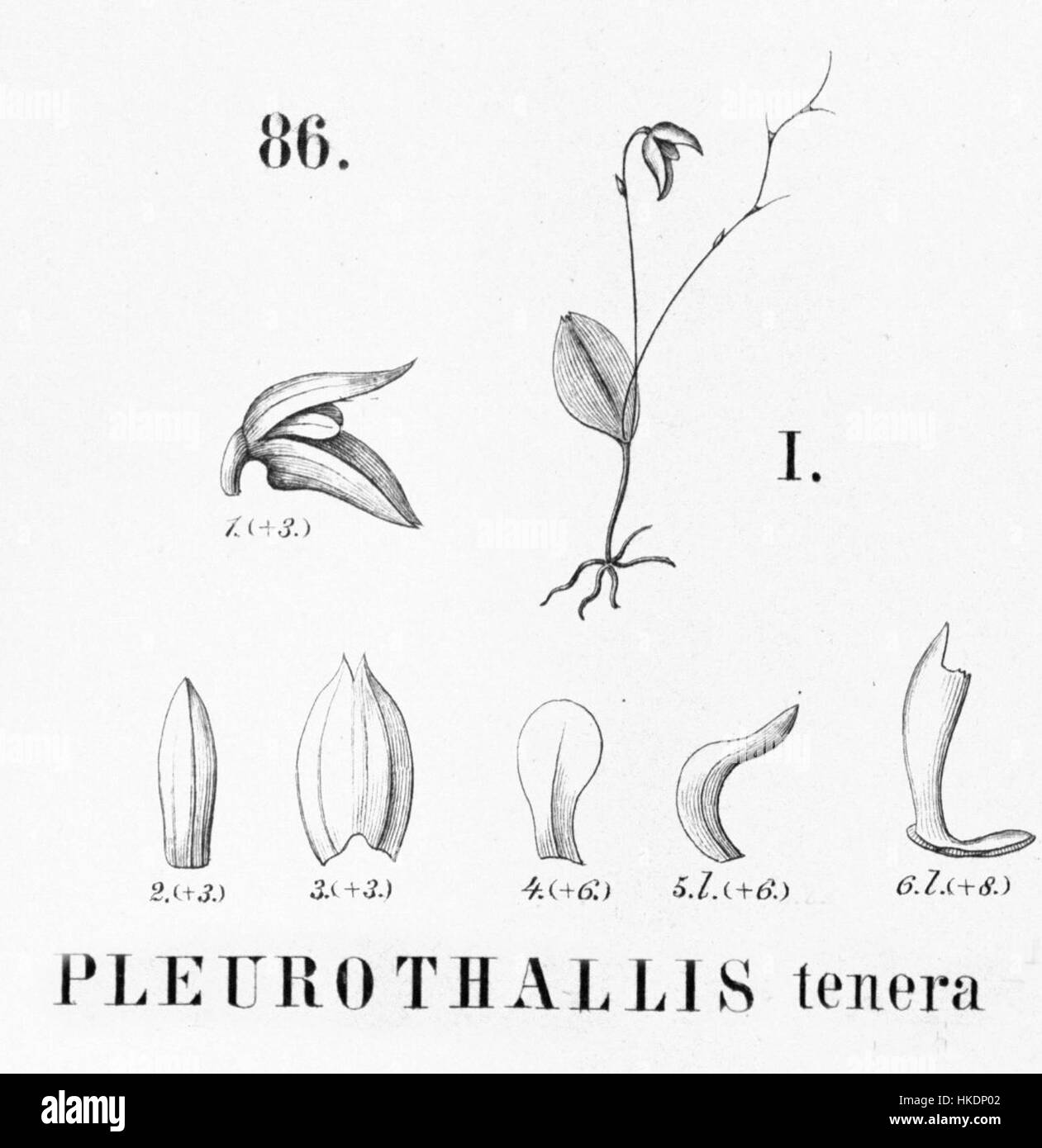 Eine Illustration von Pleurothallis tenera, einer Orchideenart, die in „Flora brasiliensis“ zu sehen ist. Diese botanische Illustration hebt die zarten Merkmale der Blume hervor und zeigt ihre einzigartige Struktur. Stockfoto