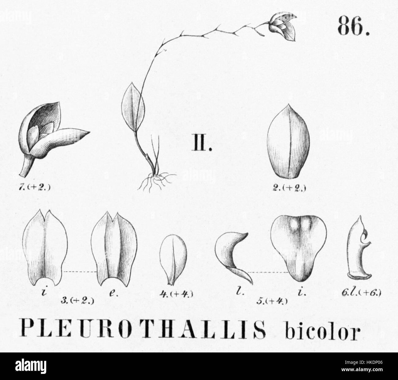 Die botanische Illustration von Pleurothallis quadridentata (früher Pleurothallis bicolor) ist in Flora brasiliensis zu sehen. Diese Orchideenart, die in Brasilien beheimatet ist, ist bekannt für ihre einzigartige Blütenstruktur und ihr lebendiges Farbmuster. Stockfoto