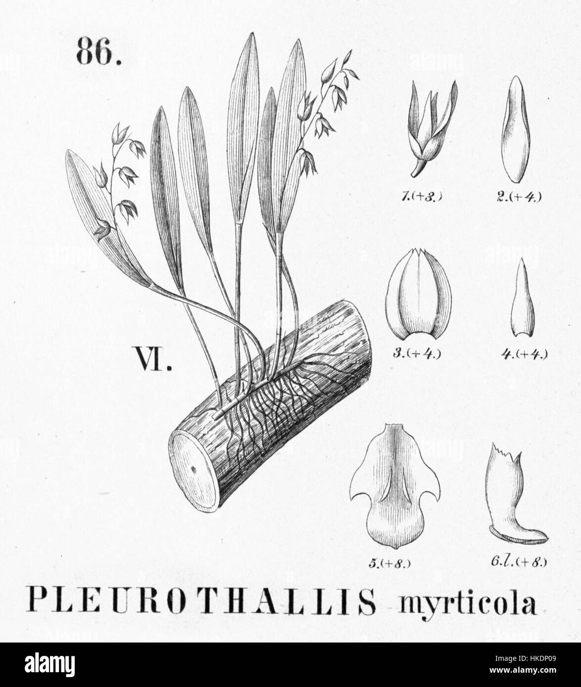 Pleurothallis myrticola ist eine Orchideenart, die in Flora brasiliensis, einer botanischen Publikation aus dem 19. Jahrhundert, zu finden ist. Die Abbildung zeigt die komplizierte Struktur der Pflanze und ihre Klassifizierung in die tropische Flora. Stockfoto