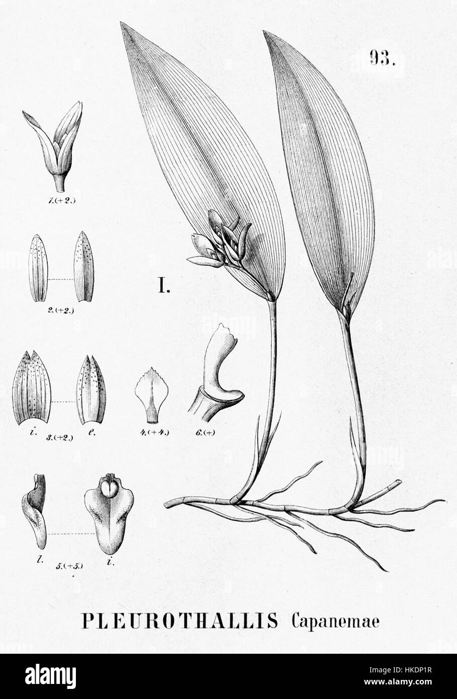 Eine botanische Illustration aus "Flora brasiliensis", die die Orchidee Acianthera capanemae darstellt. Die detaillierte Zeichnung zeigt die Merkmale der Pflanze und trägt zum Verständnis der brasilianischen Flora im 19. Jahrhundert bei. Stockfoto