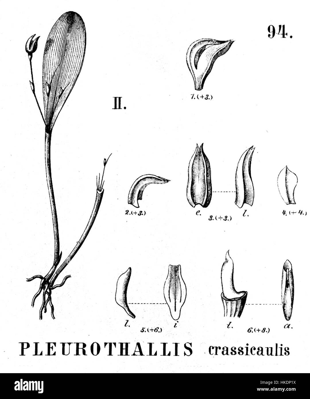 Diese botanische Darstellung von *Pleurothallis crassicaulis* aus *Flora brasiliensis* zeigt die detaillierte Struktur der Orchideenart. Die Gravur spiegelt die Präzision und botanische Studie wider, die für die wissenschaftliche Erforschung des 19. Jahrhunderts charakteristisch ist. Stockfoto