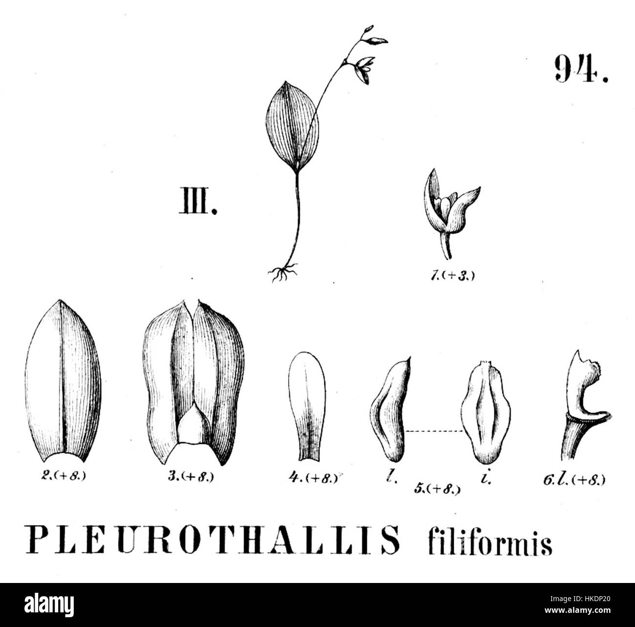 Diese botanische Illustration aus Flora brasiliensis zeigt Pleurothallis filiformis, eine in Brasilien heimische Orchideenart. Sie hebt die empfindliche Struktur und die einzigartigen Merkmale der Pflanze hervor. Stockfoto