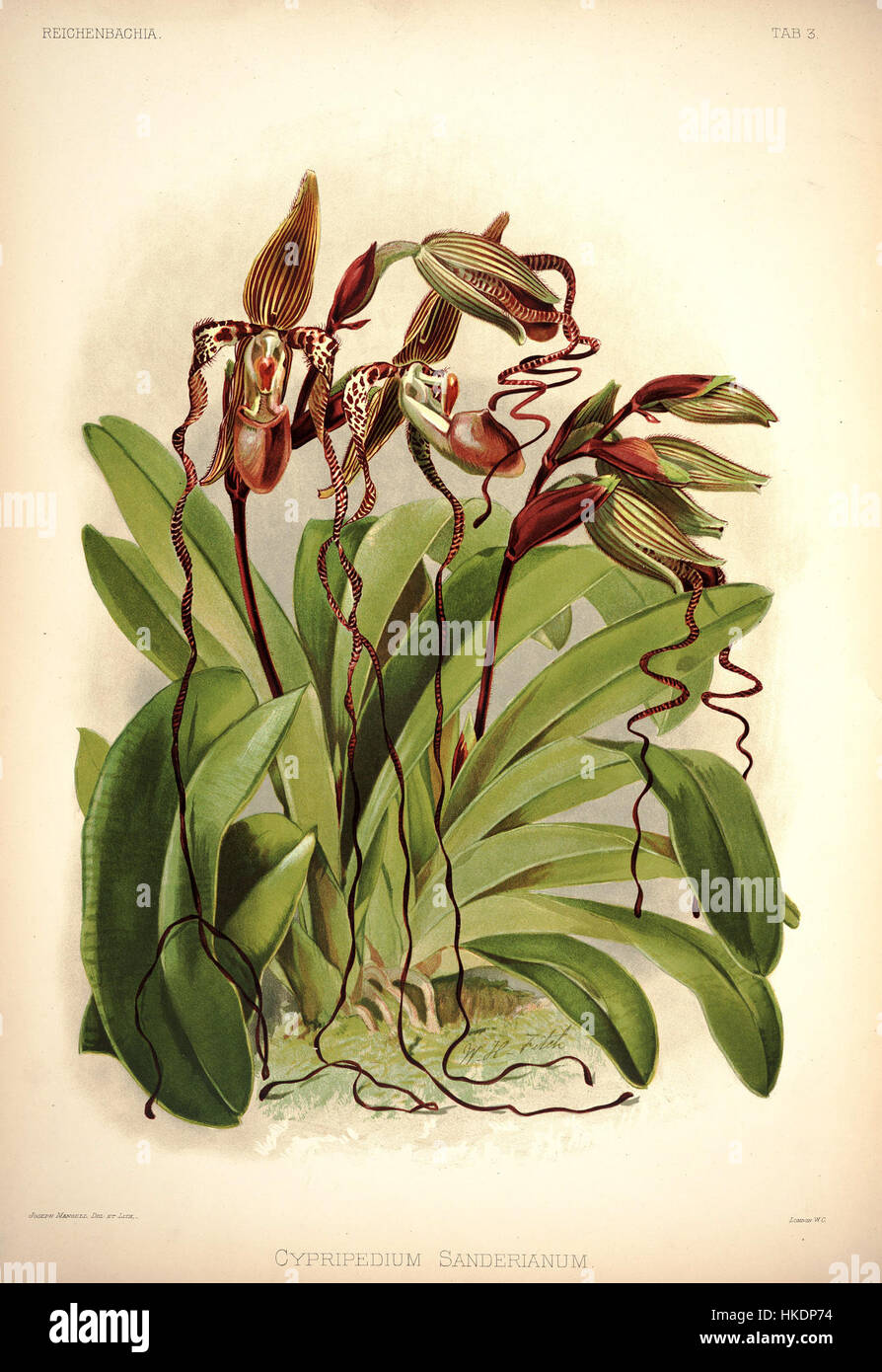 Diese botanische Illustration von Frederick Sander aus dem Jahr 1888 mit dem Titel „Reichenbachia I plate 03“ zeigt die Orchideenart Cypripedium sanderianum. Das Kunstwerk erfasst die komplexen Details der Blume mit Präzision und wissenschaftlicher Genauigkeit. Stockfoto