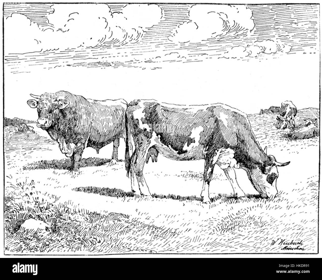 Eine Darstellung von Rindern von Heubach, die das Talent des Künstlers zeigt, ländliches Leben und Tiere in einem naturalistischen Stil festzuhalten, typisch für die Genremalerei des 19. Jahrhunderts. Stockfoto