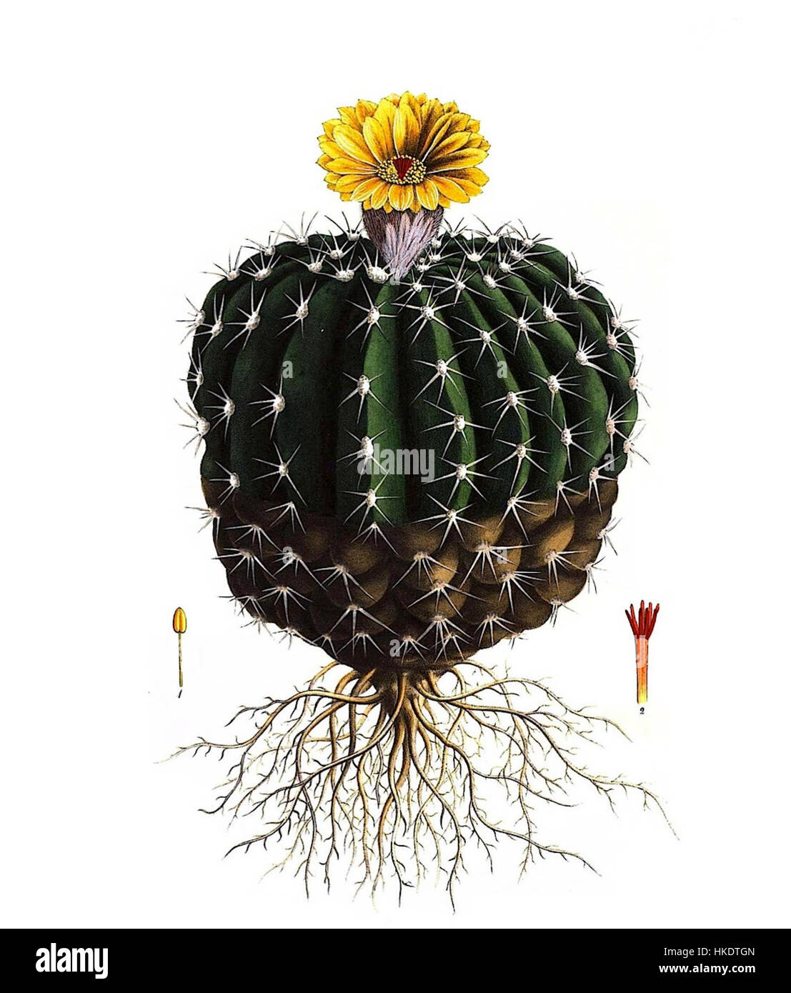 Parodia sellowii, auch bekannt als gelber Kugelkaktus, ist in Südamerika beheimatet. Seine charakteristischen hellgelben Blüten machen ihn zu einem beliebten Thema in der botanischen Kunst, insbesondere in Darstellungen der Wüstenflora. Stockfoto
