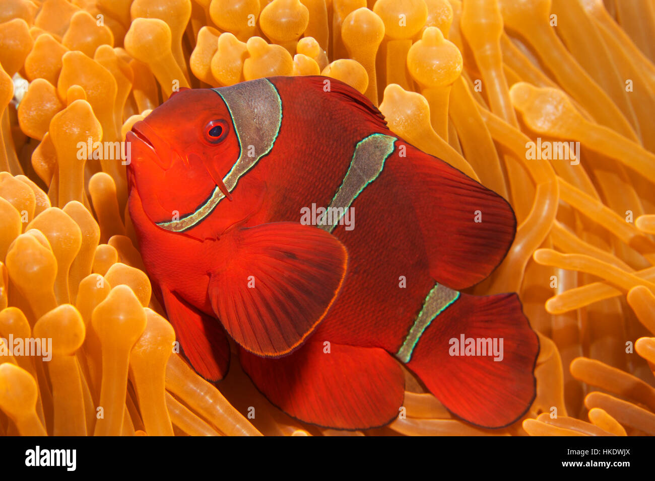 Wirbelsäule-cheeked Anemonenfische (Premnas Biaculeatus) in Ritteri Anemone (Heteractis Magnifica), Saparua, Molukken, Bandasee Stockfoto