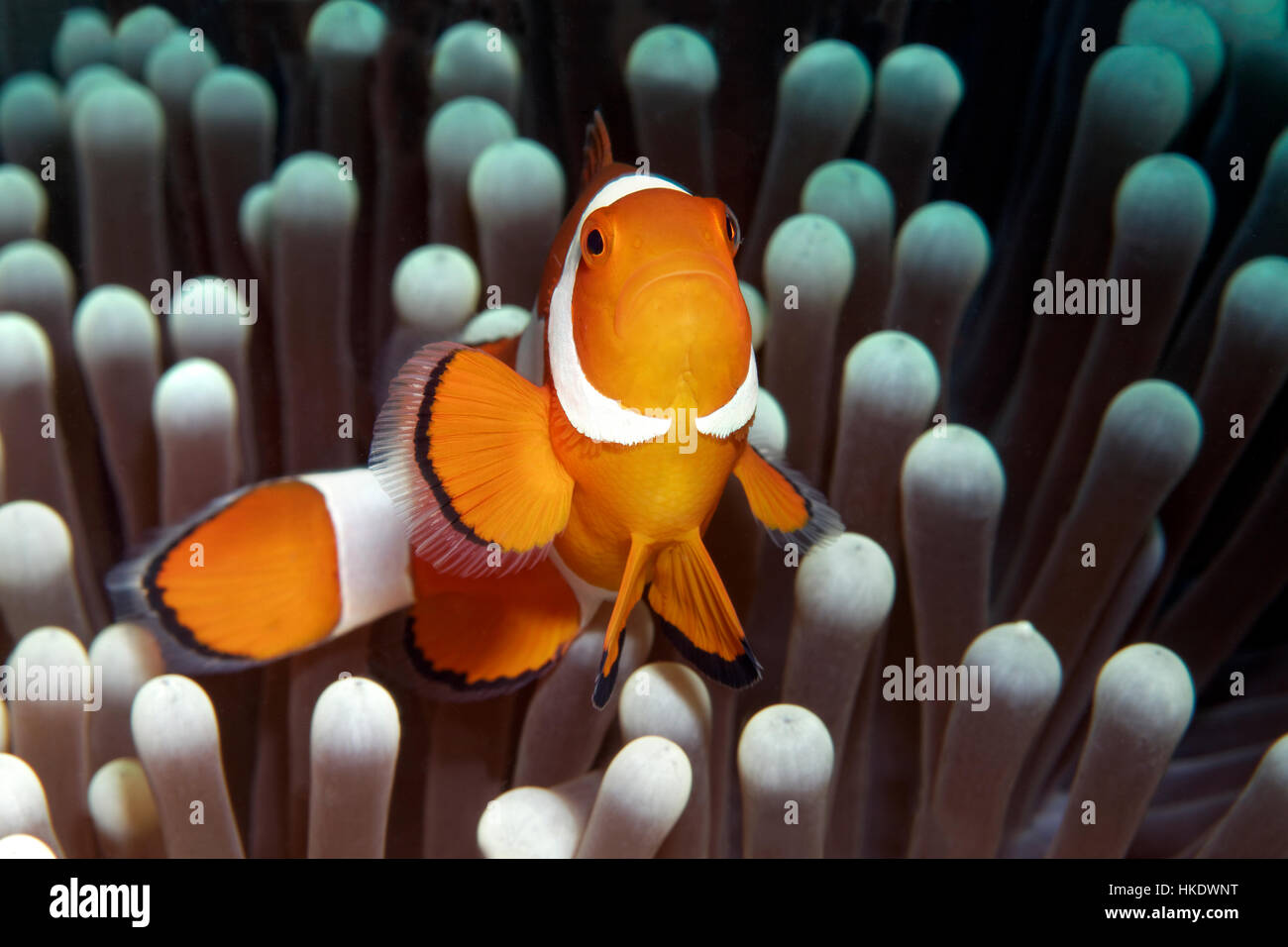 Ocellaris Clownfische (Amphiprion Ocellaris) vor Ritteri Anemone (Heteractis Magnifica), Saparua, Molukken Stockfoto