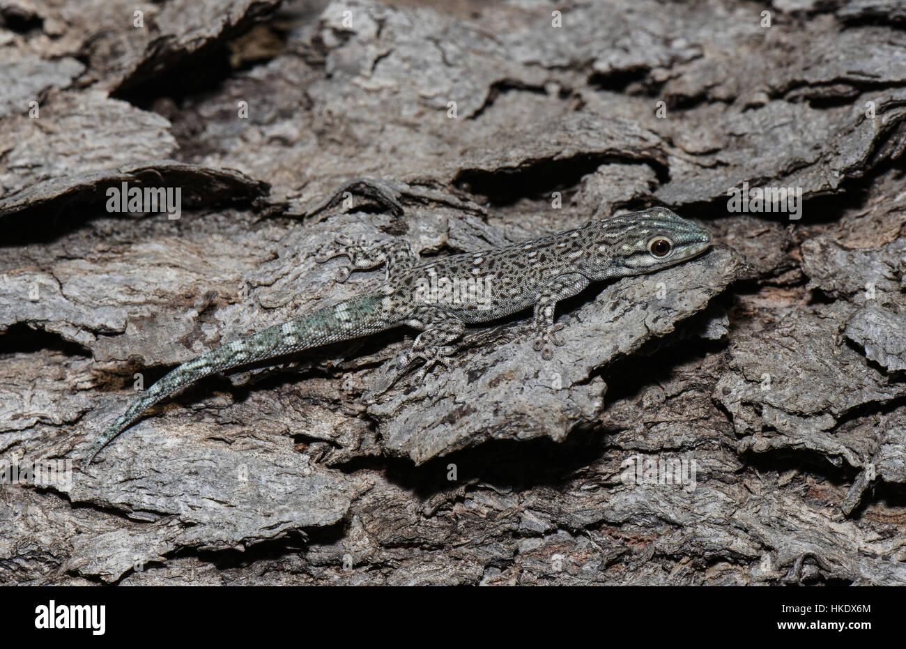 Dicken Tail Geckos (Phelsuma Stockschwämmchen), männliche getarnt auf Baumrinde, Ifaty, Madagaskar Stockfoto