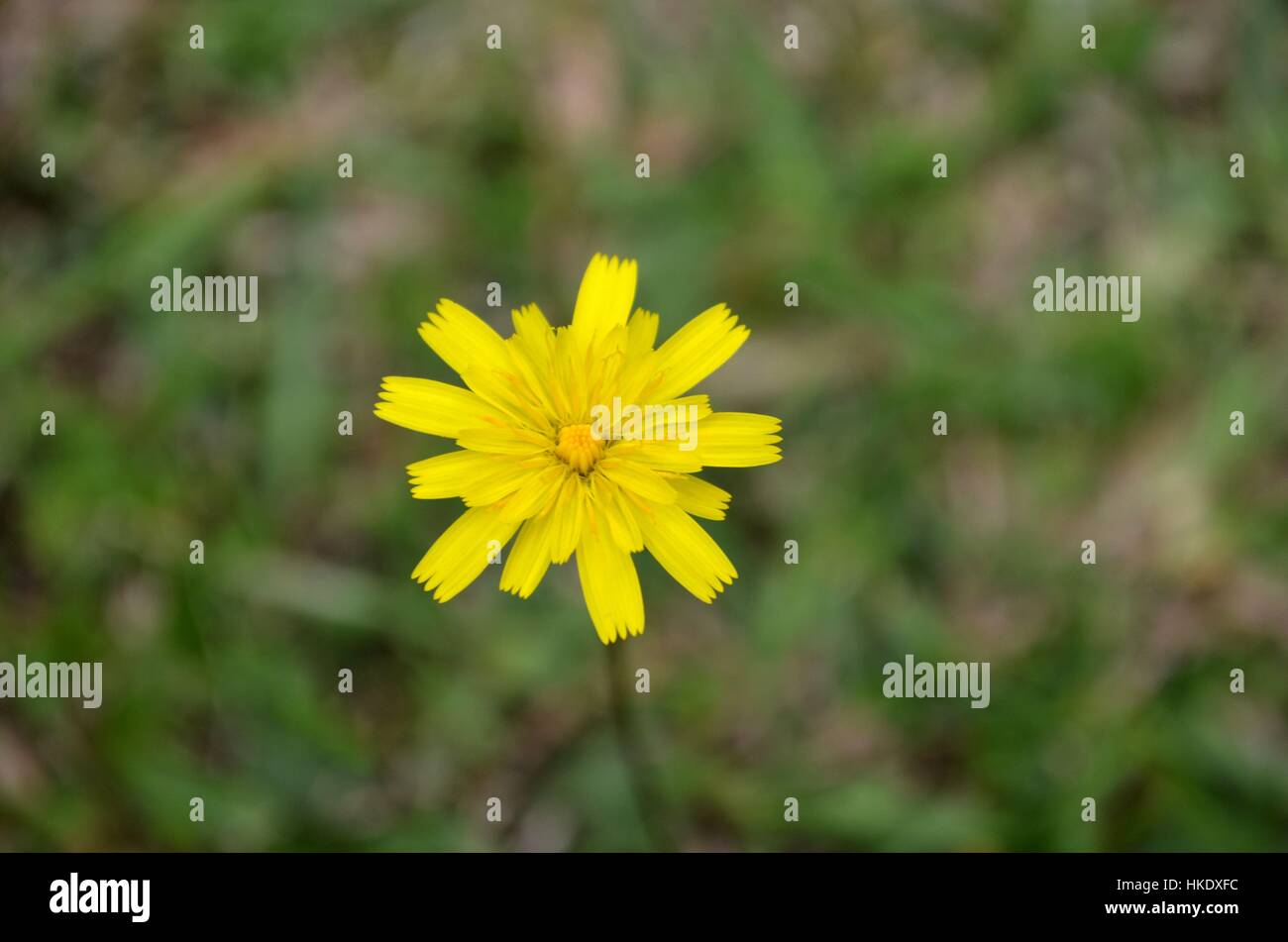 Löwenzahn Blume in voller Blüte Stockfoto