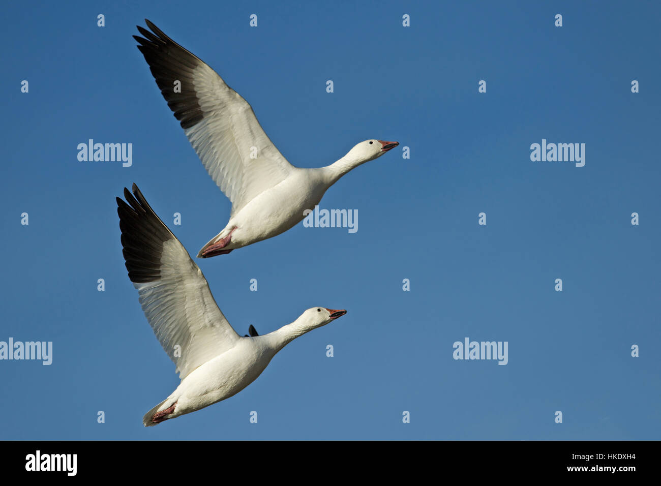 Zwei Schneegänse (Anser Caerulescens, Chen Caerulescens) während des Fluges, Bosque del Apache, New Mexico, USA Stockfoto