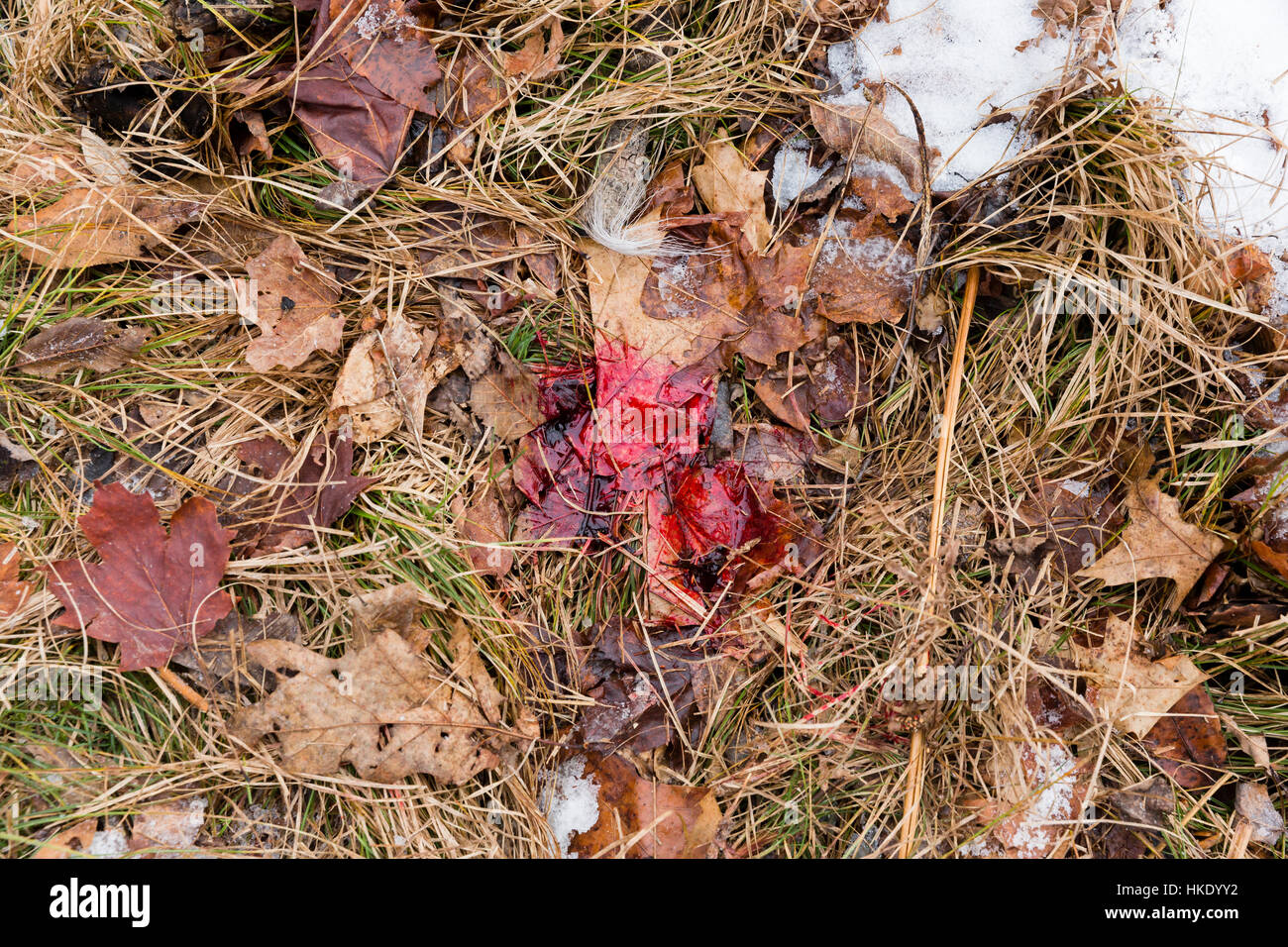 Blutspur aus einem weiß - angebundene Rotwild Stockfoto