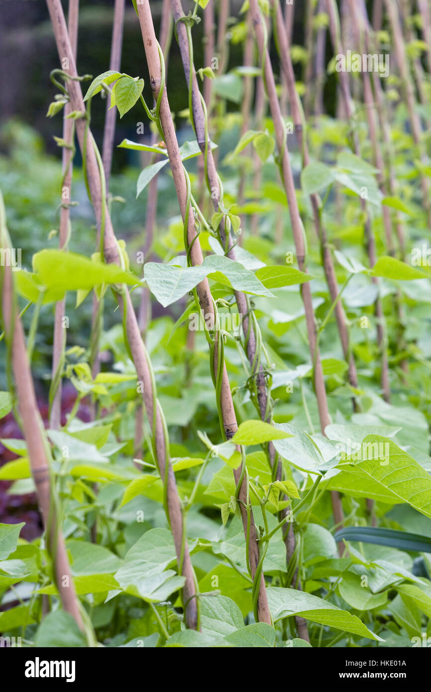 Phaseolus Coccineus. Runner Bean 'White Lady' Pflanzen im Gemüsegarten. Stockfoto