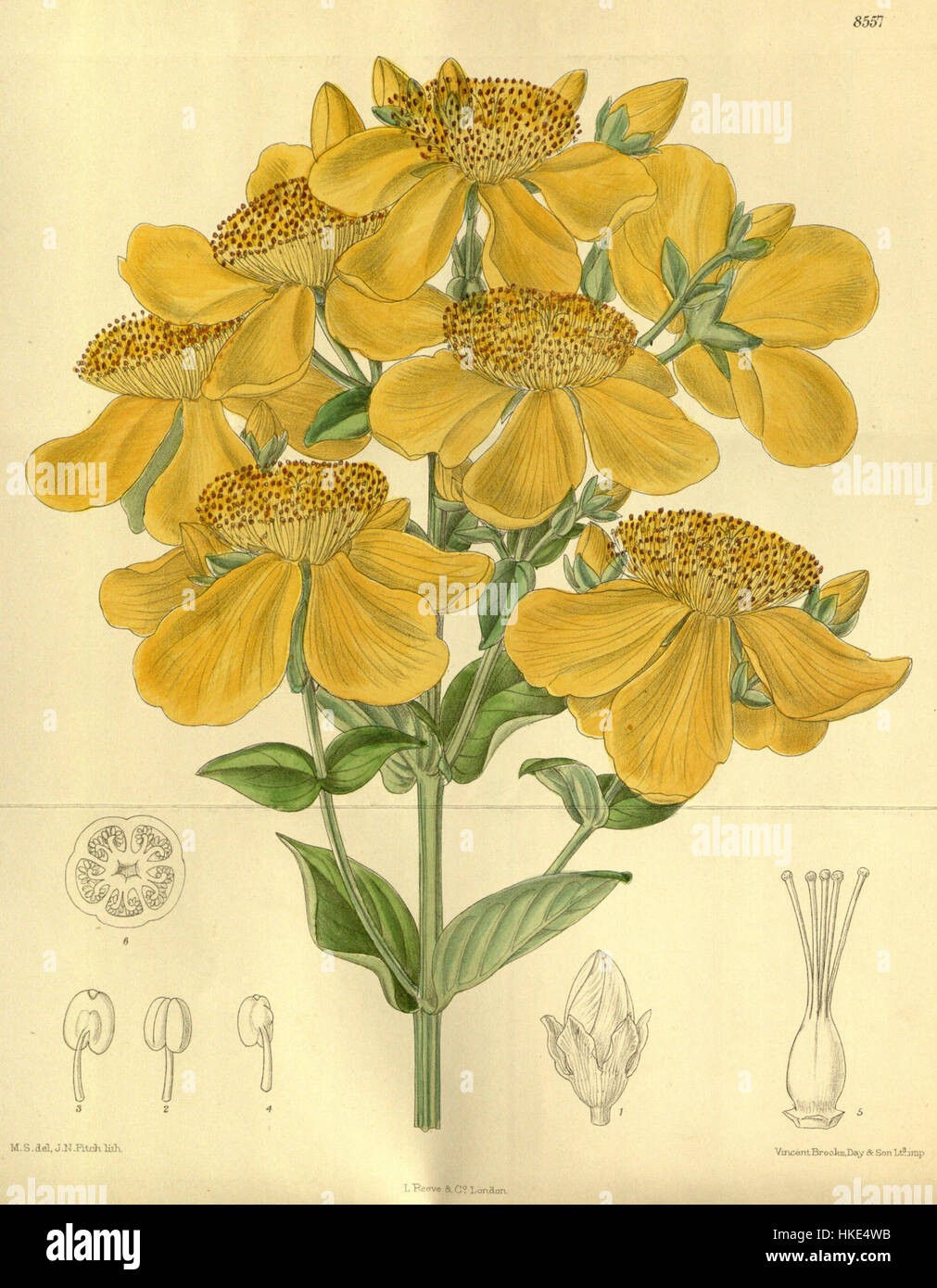 Eine künstlerische Darstellung der Hypericum-Acyron-Pflanze mit Schwerpunkt auf ihren botanischen Merkmalen in einem Ölgemälde, die die Schönheit der Struktur der Pflanze hervorhebt. Stockfoto