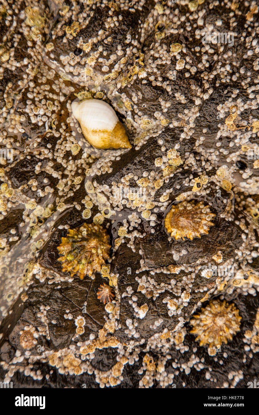 Eine Naturliche Makro Nahaufnahme Von Limpet Muscheln Mit Blauen Felsen An Einem Strand In Schottland Verbunden Stockfotografie Alamy