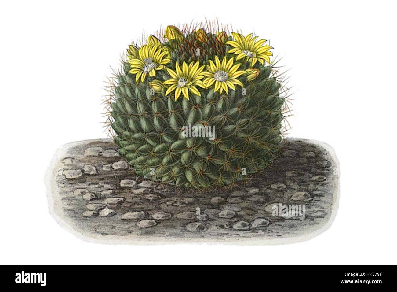 Mammillaria brandegeei, eine Kaktusart, wird in diesem Kunstwerk dargestellt und zeigt ihre einzigartige Form und Schönheit in botanischer Illustration. Stockfoto