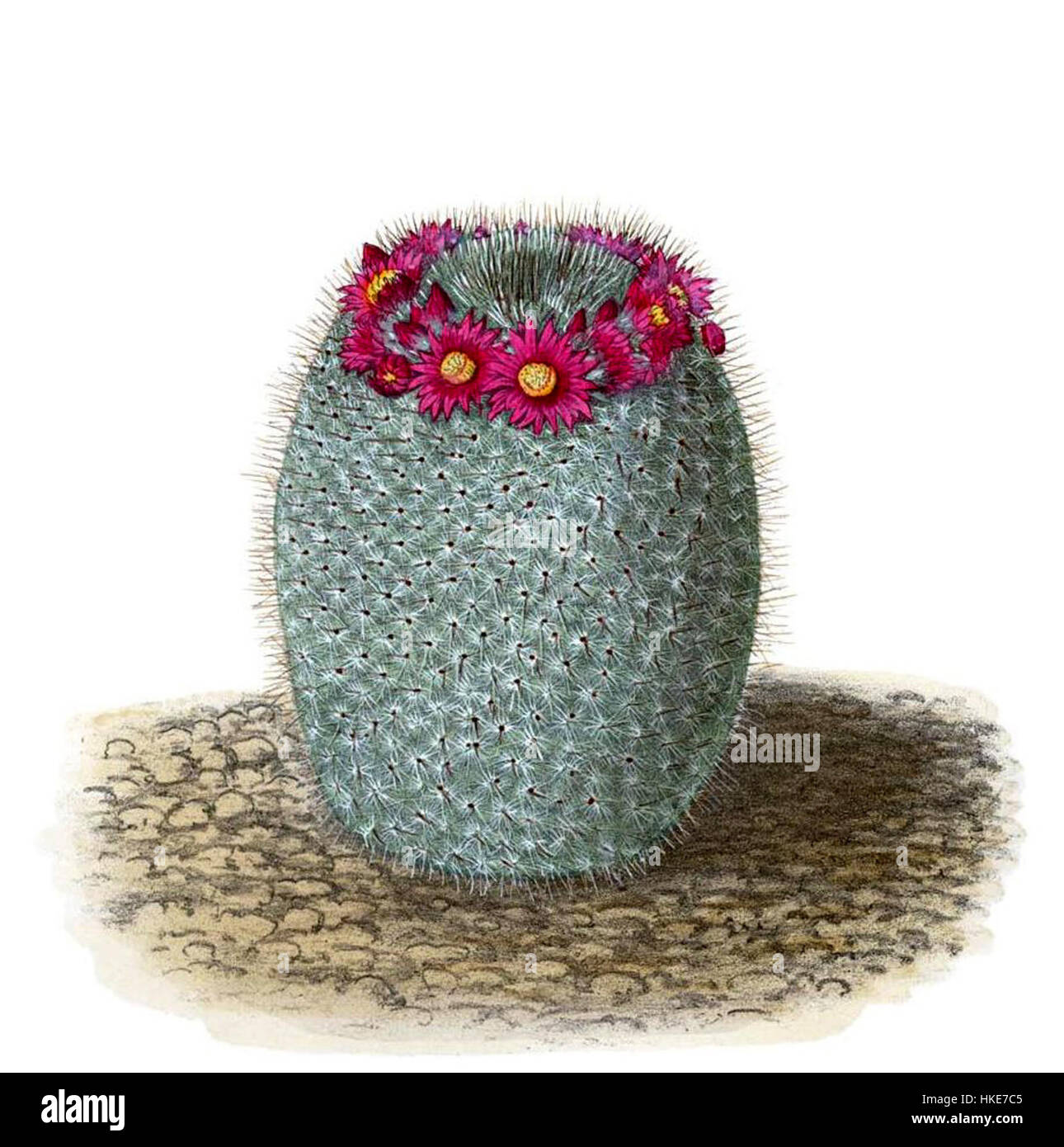Mammillaria haageana elegans T139, eine Kaktusart, ist bekannt für ihr attraktives Aussehen und ihre einzigartigen Eigenschaften. Diese Sorte zeichnet sich durch ihre lebendigen Stacheln und ihr symmetrisches Wachstum aus, was sie zu einer beliebten Wahl in botanischen Studien und Sammlungen von Wüstenpflanzen macht. Stockfoto
