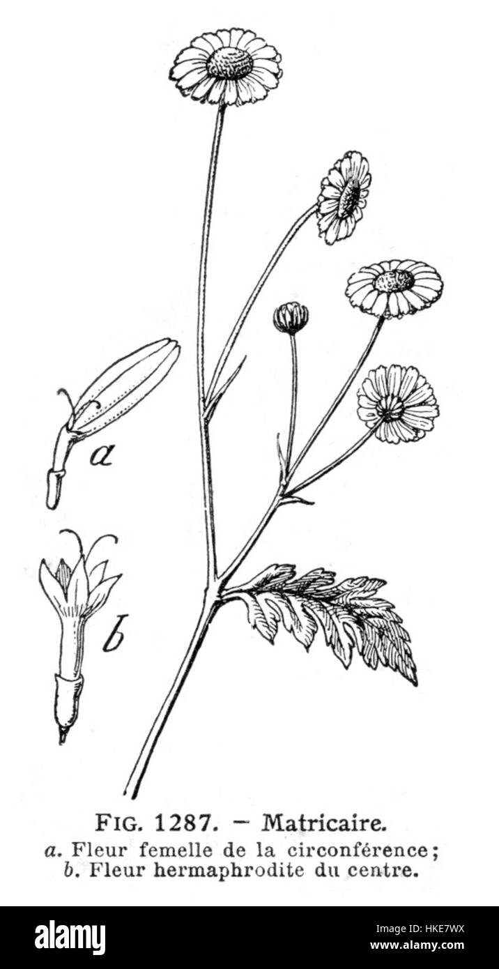 Die Illustration aus dem „Matricaire Larousse Medical“ ist ein historisches medizinisches Bild, das sich wahrscheinlich auf pflanzliche Heilmittel oder frühe medizinische Praxen konzentriert. Das Kunstwerk, das auf das frühe 20. Jahrhundert zurückgeht, zeigt die Bedeutung der Naturmedizin im medizinischen Bereich der Zeit. Stockfoto