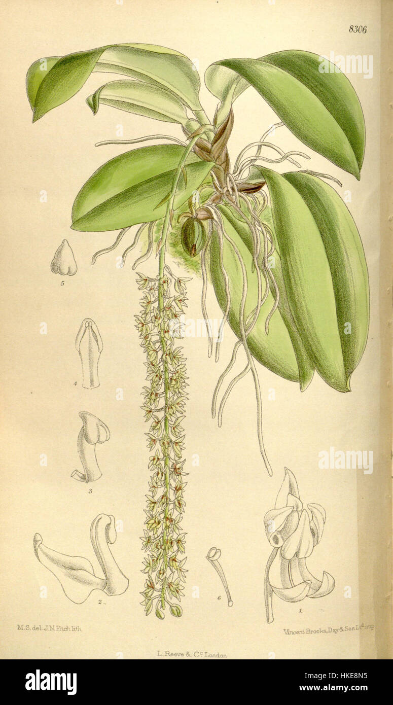 Die Illustration „Notylia trisepala“ aus dem Botanical Magazine von Curtis (1910) zeigt eine seltene Pflanzenart, die ihre komplizierten Details erfasst. Das Bild zeigt die botanische Kunst und den wissenschaftlichen Ansatz zur Pflanzendarstellung des frühen 20. Jahrhunderts. Stockfoto