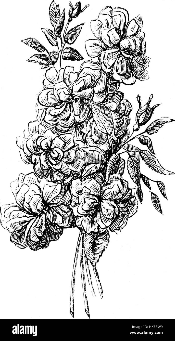 Diese florale Komposition zeigt sechs Rosen, die in einem detaillierten Ölgemälde von Piquet festgehalten wurden. Das Kunstwerk betont die zarte Schönheit und Vielfalt der Rosen und zeigt die Kunst des Künstlers, florale Formen zu repräsentieren. Stockfoto