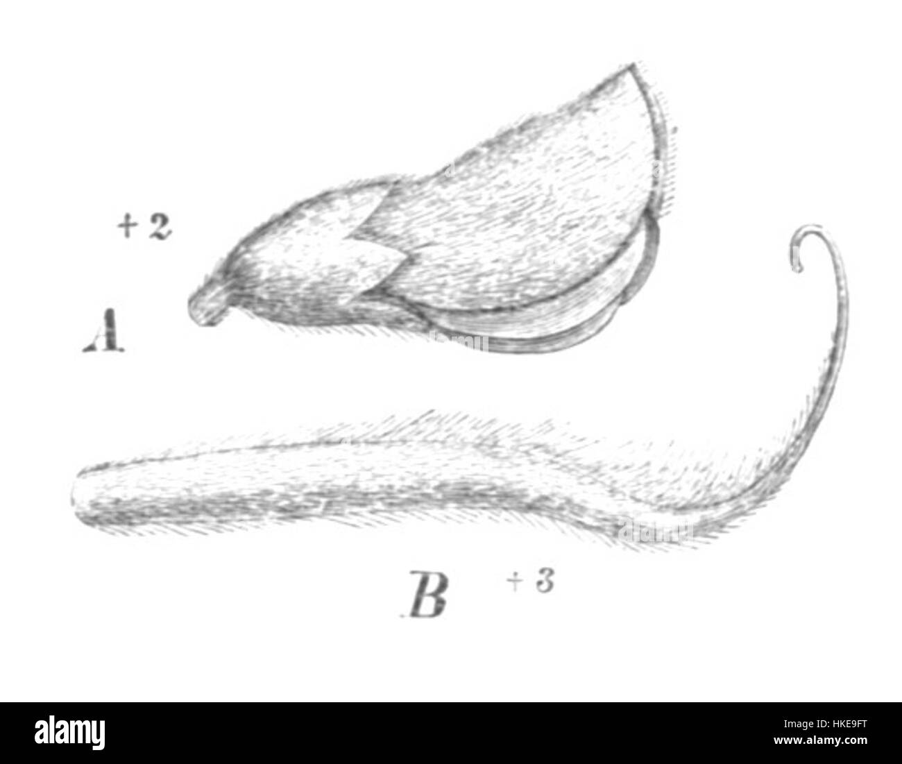 Ein botanisches Gemälde von Tephrosia sinapou, das diese Pflanzenart mit detaillierter Illustration zeigt, erhalten als Teil historischer botanischer Kunstwerke. Stockfoto