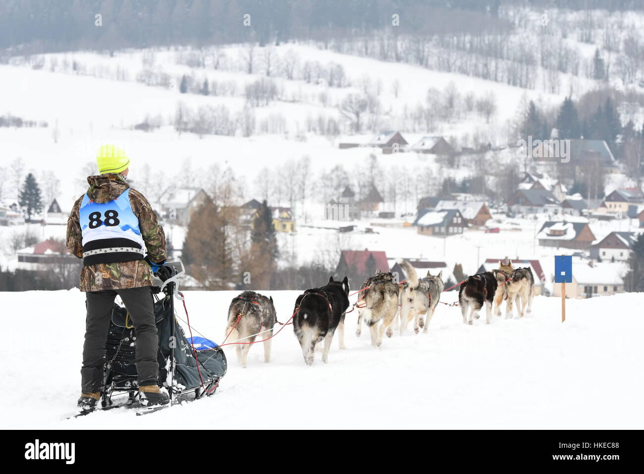 Sedivackuv langes Rennen, mushing, Musher, Hunde, Hunde-Team, Rennen, husky Stockfoto