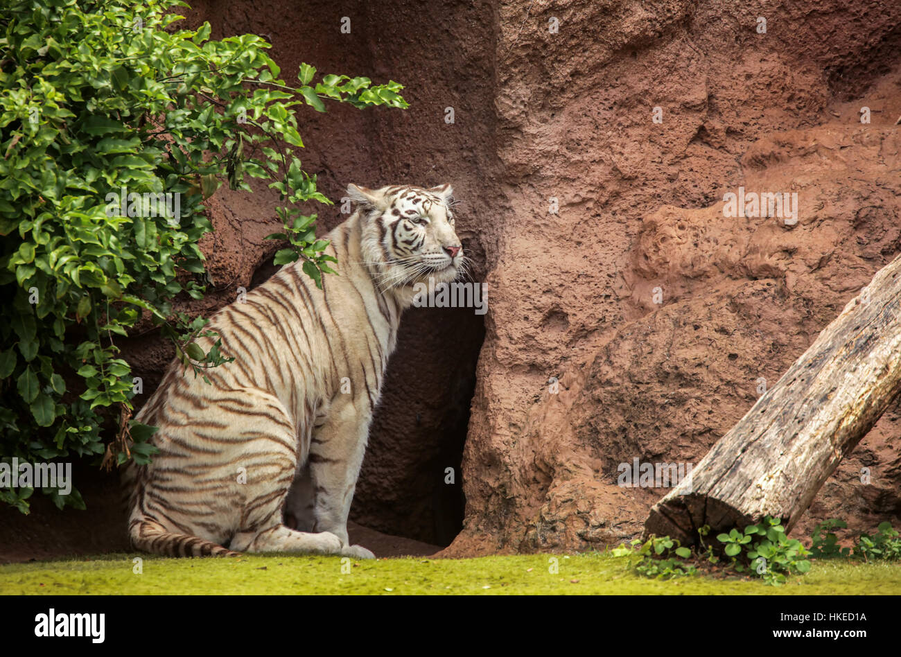 Weißer Tiger in Gefangenschaft im zoo Stockfoto