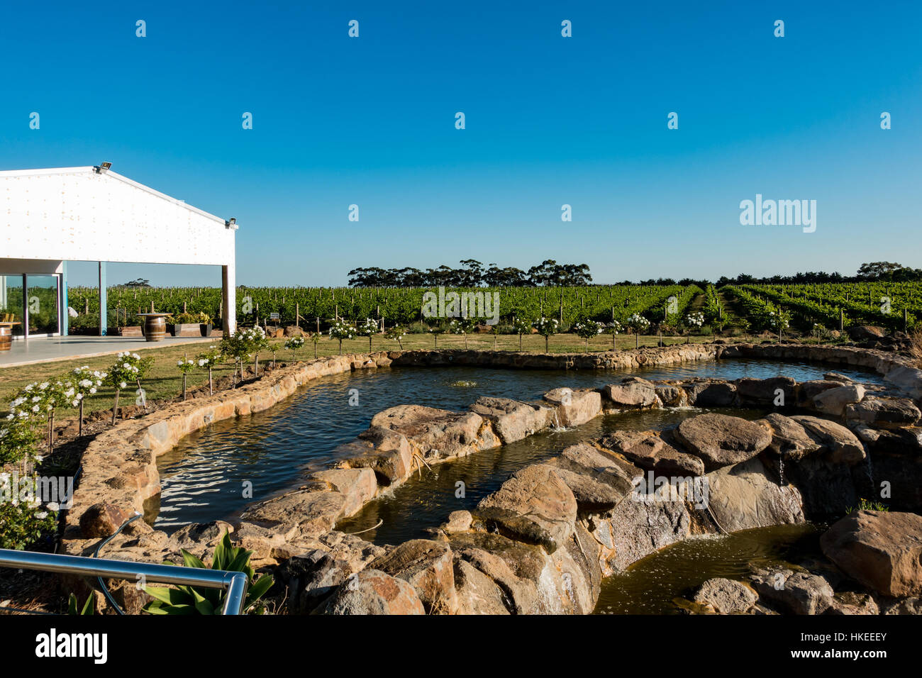Shiraz-Reben in Russo Estate Winery, Diggers Rest Victoria, Australien Stockfoto