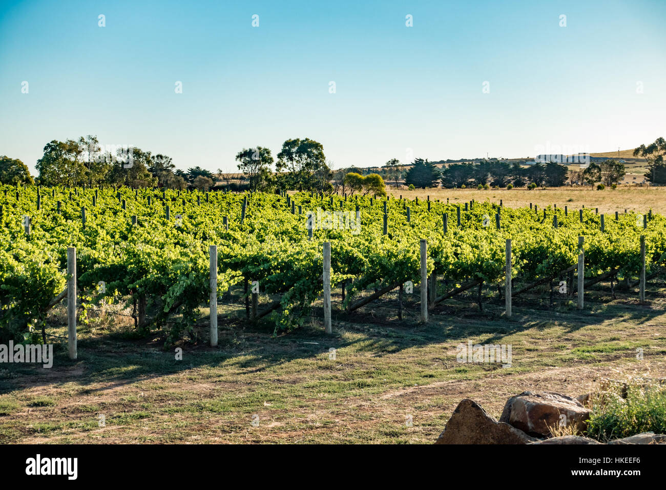Shiraz Trauben Reben in Russo Estate Winery, Diggers Rest Victoria, Australien Stockfoto