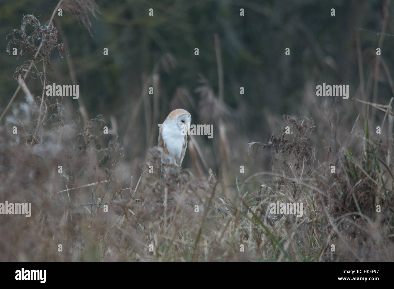 Schleiereule (Tyto Alba) thront auf einem Zaunpfahl in der Abenddämmerung Stockfoto