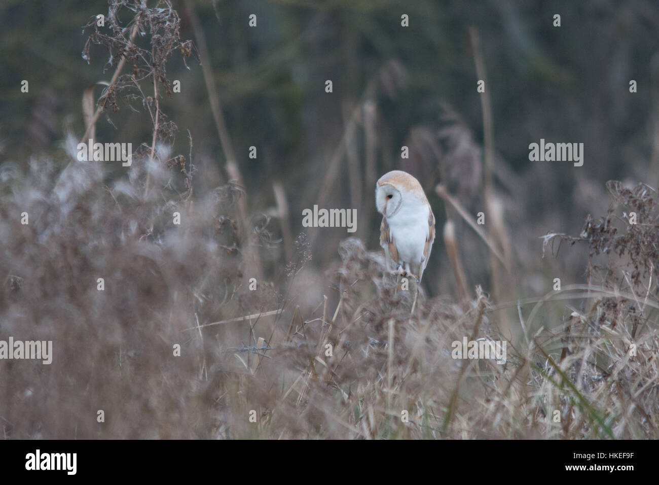 Schleiereule (Tyto Alba) thront auf einem Zaunpfahl in der Abenddämmerung Stockfoto