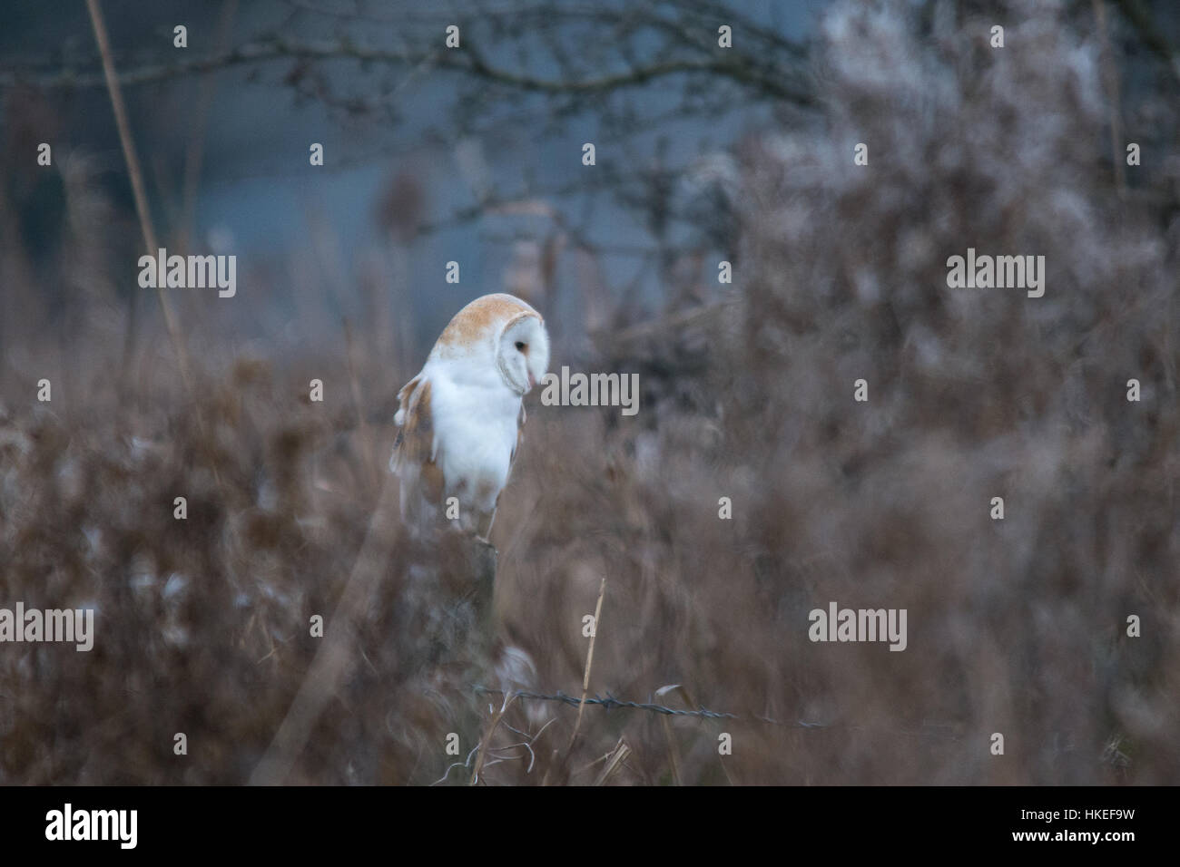 Schleiereule (Tyto Alba) thront auf einem Zaunpfahl in der Abenddämmerung Stockfoto