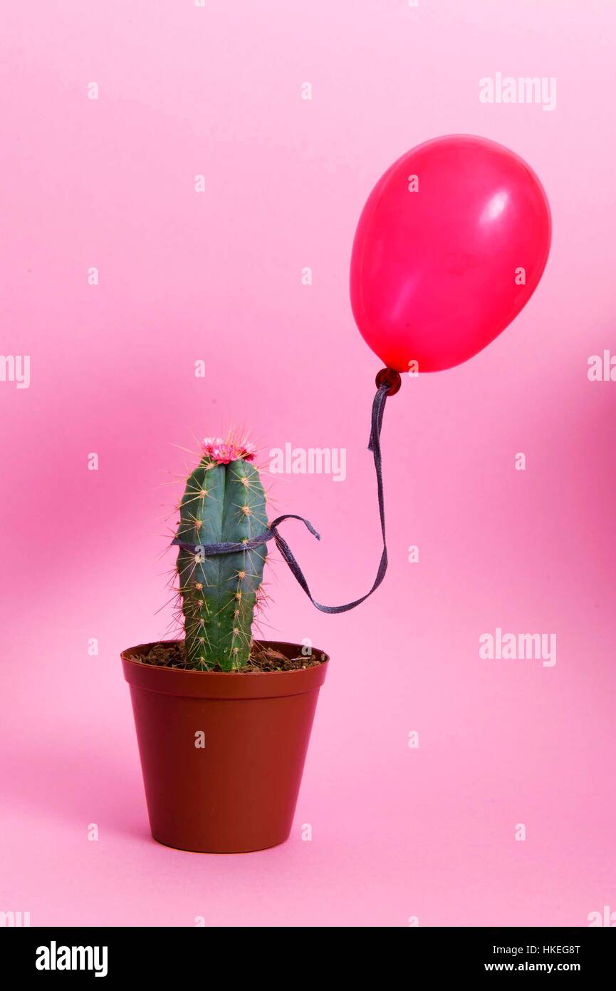 Kaktus mit Ballon Stockfotografie - Alamy