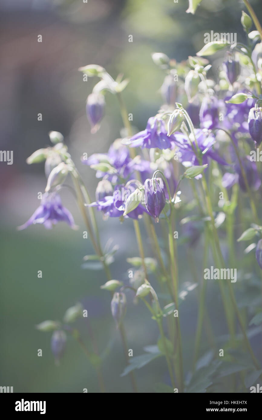 Glocke-Blume, frische lila Blüte, Wachstum, Blütenblatt, zerbrechlich. Stockfoto
